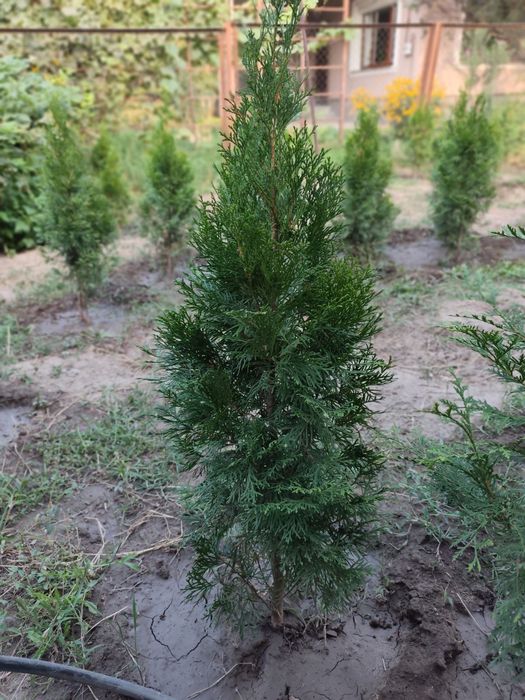 Продам саженцы туи смарагд