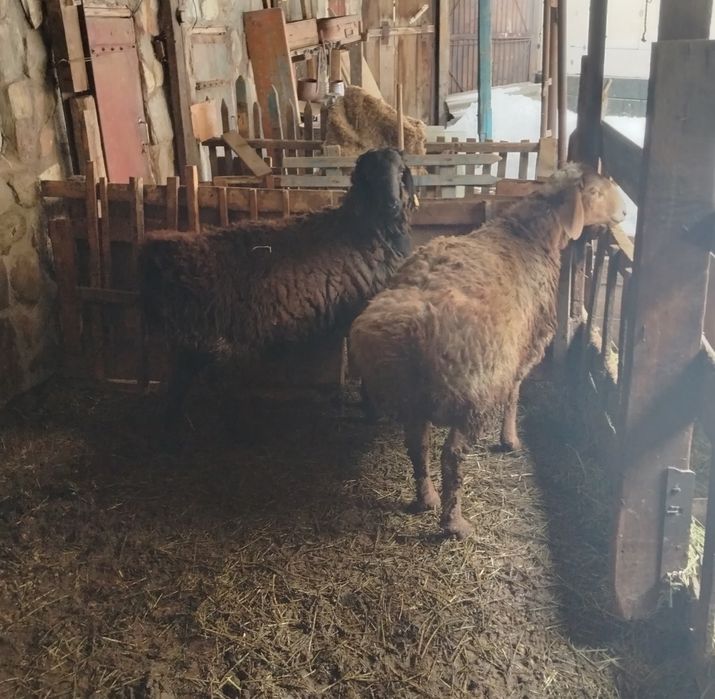 Продам кошкаров.