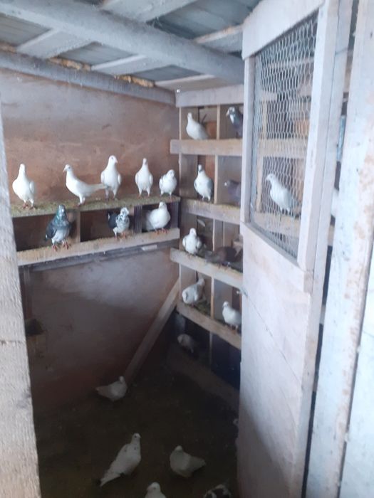 De vanzare porumbei voiajori