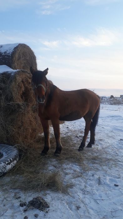 Продам. Жеребая. Обученная, спокойная.