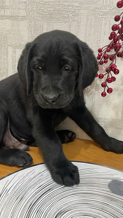 Щенки лабрадор-ретривера