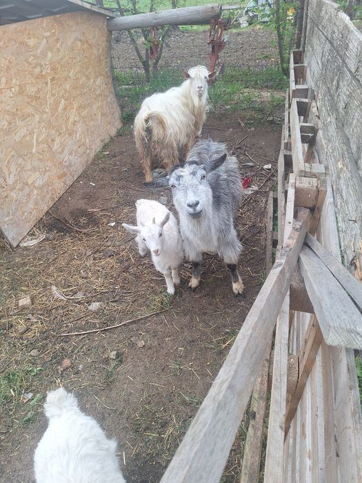 De vânzare capre de rasă