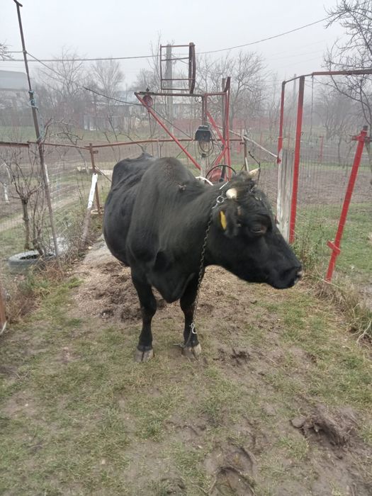 Vacă de vânzare cu vițel în burtă