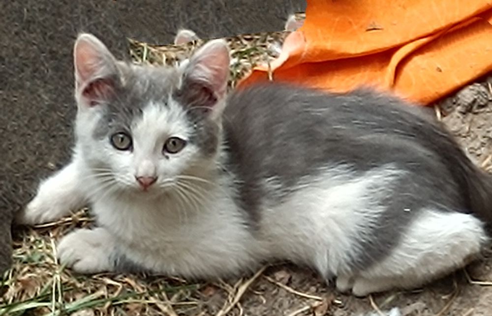 Отдам котят в добрые руки