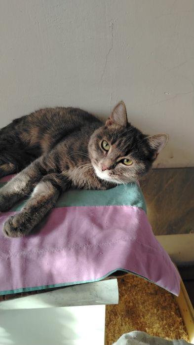 Отдам котика 6 месяцев