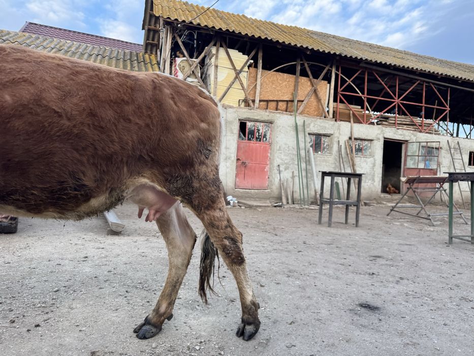Baltata romaneasca Vaca