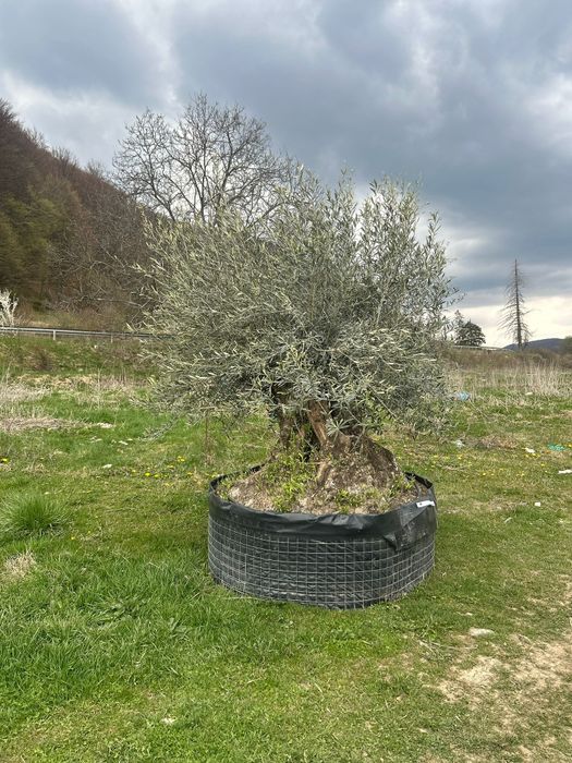 Măslini seculari și bonsai de vânzare