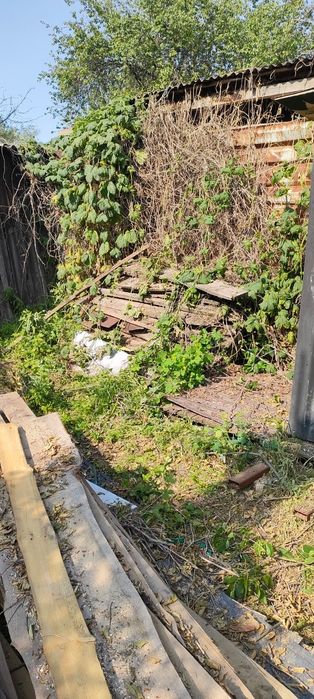 Отдам даром  пеньки,карагач,ветки