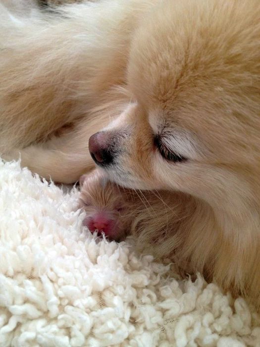 Продам щенков померанского шпица