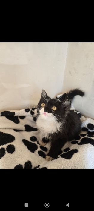 Котята бесплатно