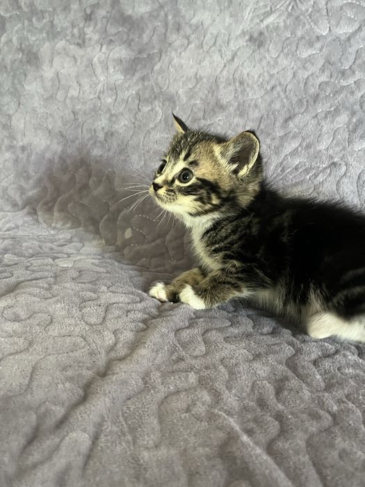 Skotish fold damashni