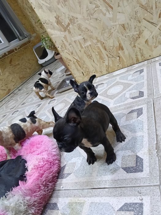 Французский бульдог