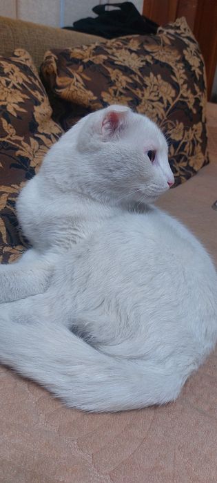 Кот шотландский скоттиш фолд