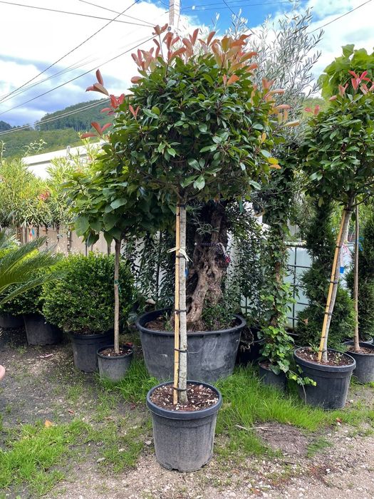 Vindem diferite specii de plante ornamentale