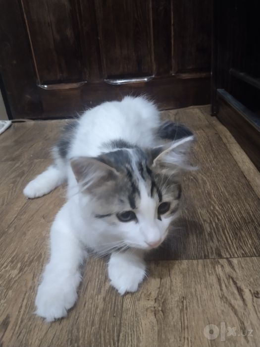 Котенок В Добрые Руки