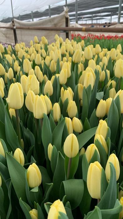 Принимаем предзаказы на тюльпаны