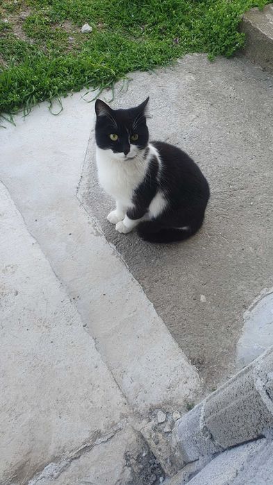 Травмирана котка остава на улицата