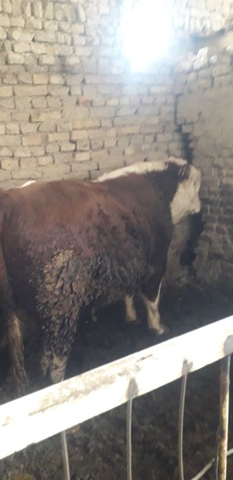 Gereford Buqa sotiladi