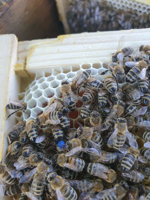 Vand roiuri de albine