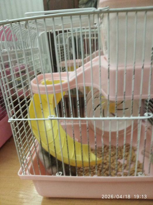 Хомяки джунгарики