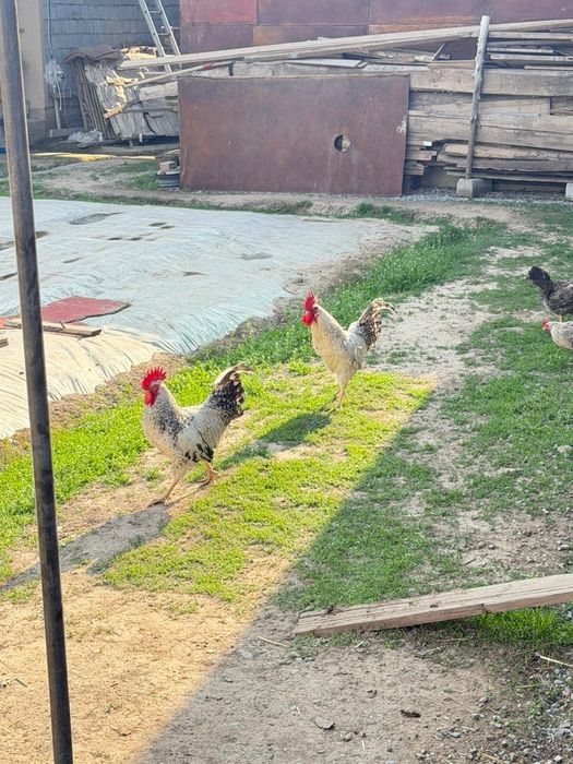 Барковская барвистая