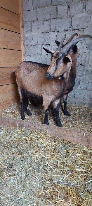 De vânzare ieduti și capre