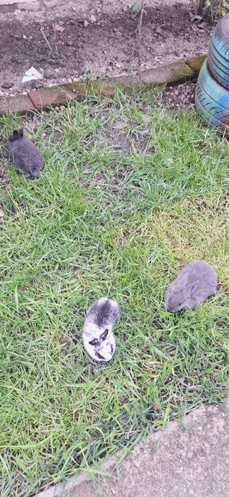 Vând iepurași drăgălași