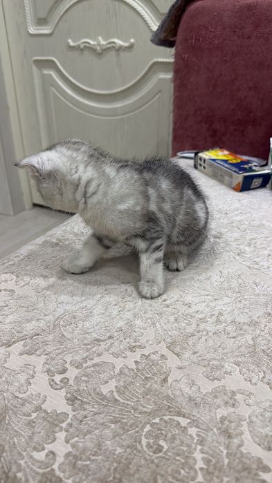 продаю шотландскую кошечку