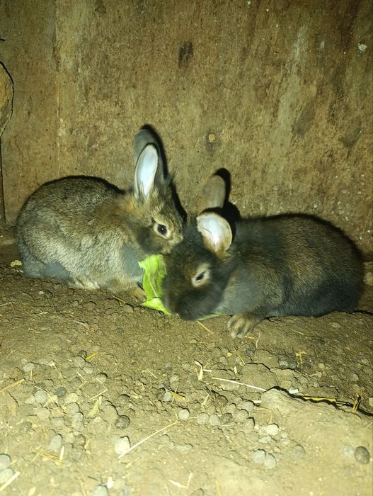 Erke quyonla sotiladi