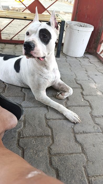 Собака стафорд американский