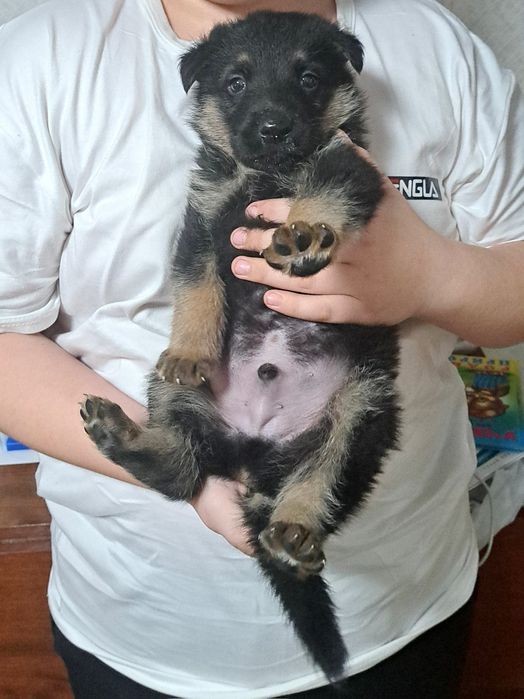 Вязка восточно европейской овчарки...