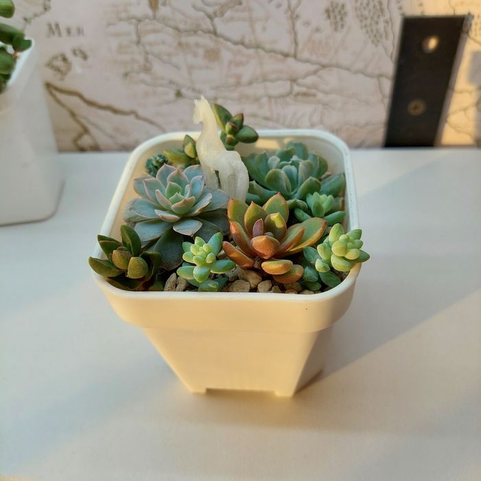 Композиция цветов суккуленты