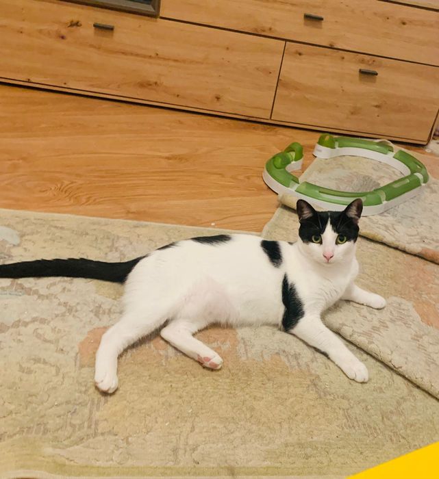 Pisicuță  superba pentru adoptie,pisica de adoptat,pisicuta frumoasa