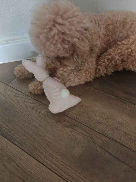 Прекрасни мини пуделчета