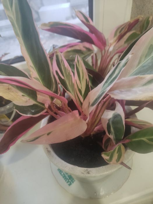 Продам комнатные цветы.