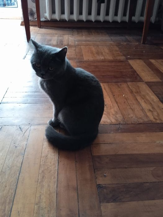 Отдам в хорошие руки кошечку