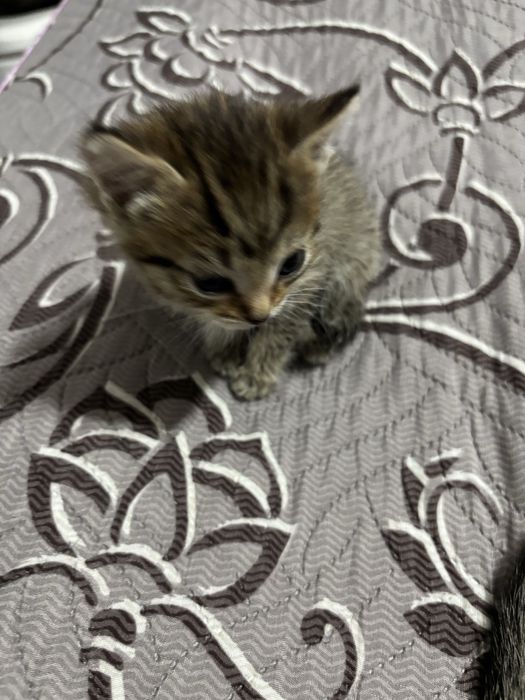 Котята 1 месяц. Девочка и мальчик.