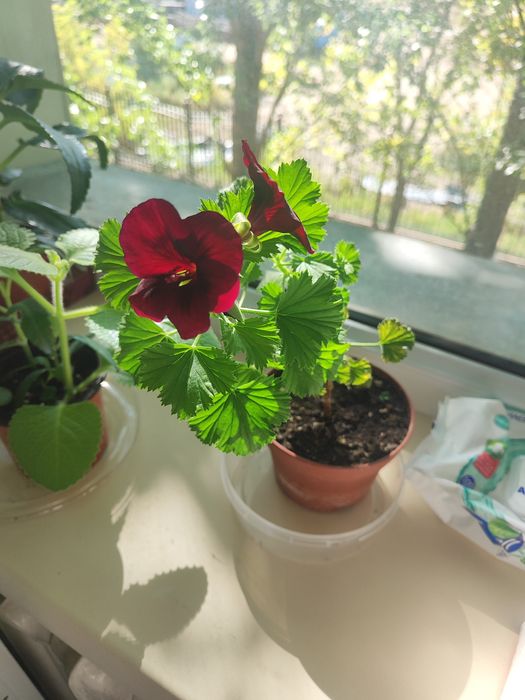 Комнатные цветы, пеларгонии