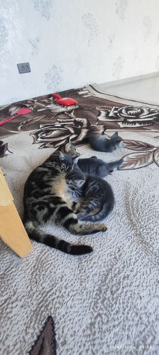 Otdam darom tekinga mushuk bolasi faqat  yahshi boqadigan odamga