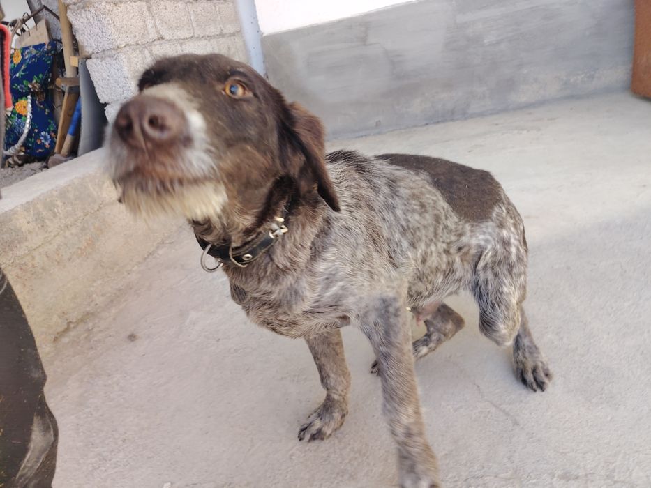 Дратхаар сотилади