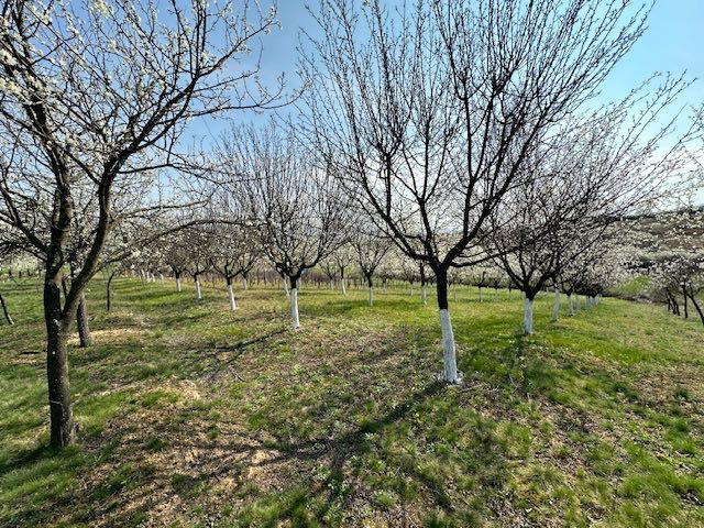 Vând Livada pruni + vie Paulesti