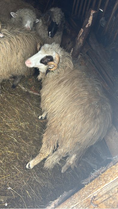 vand berbec varsta un an