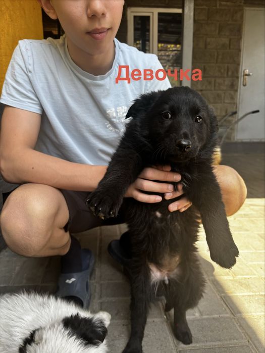 Продам щенков добрым людям