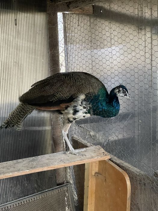 Vand un mascul de paun