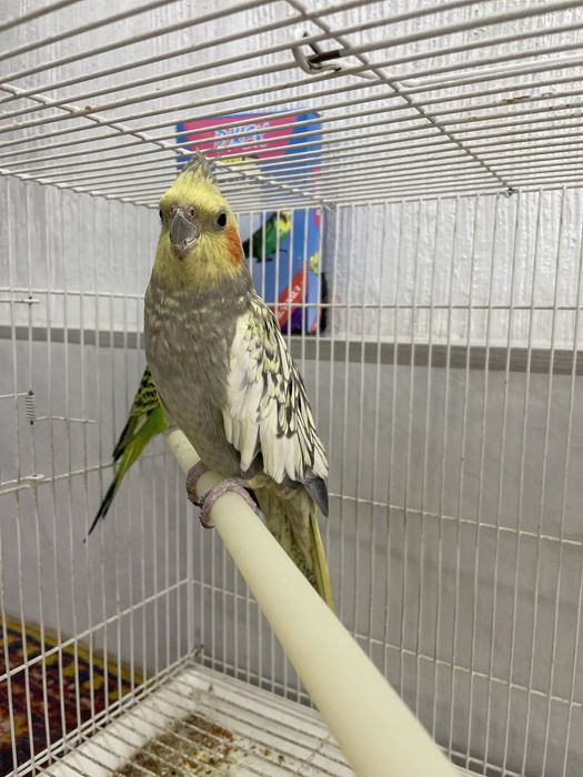 Продаю попугаев корелла