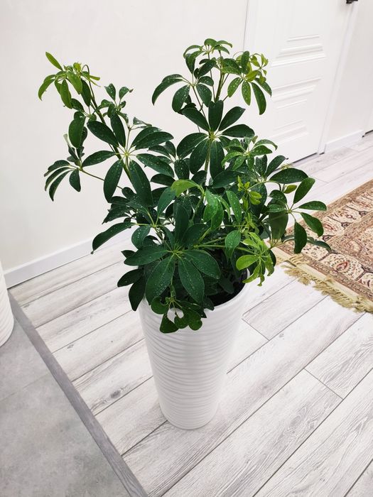 Комнатные цветы.. Доставка