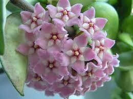 Продам хойи срезом узла