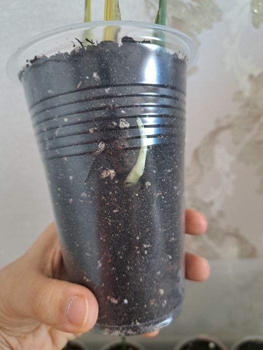 Монстара отростки