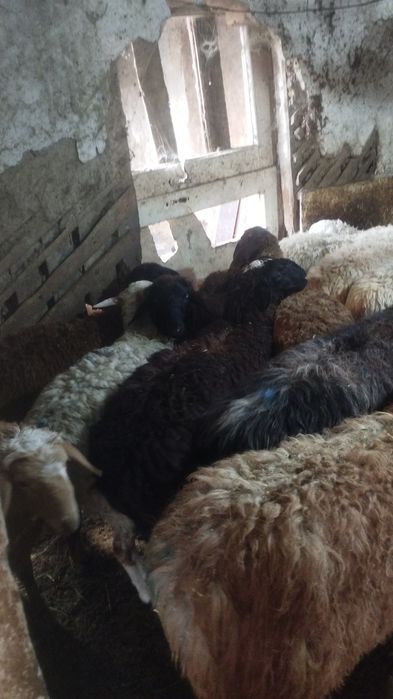 Бараны токтушки кой токты