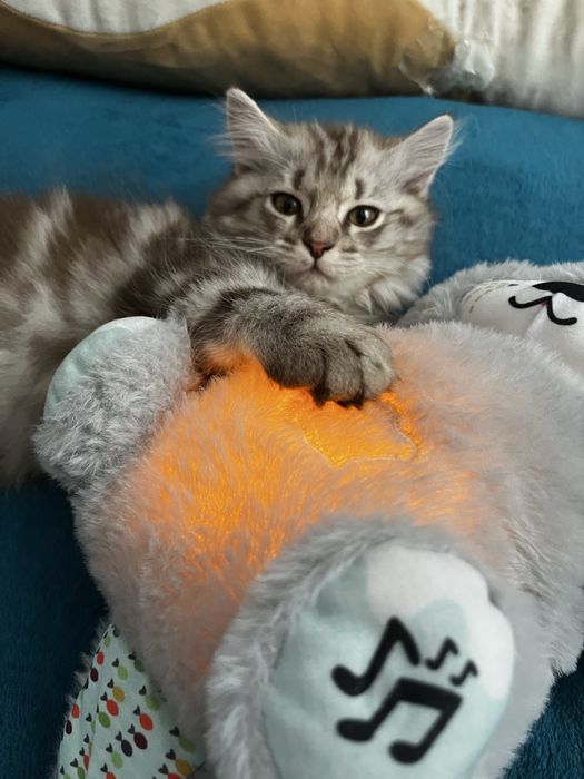 котенок 3 месяца